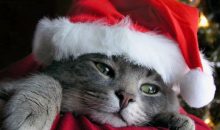 Cute Animals Christmas Wallpapers